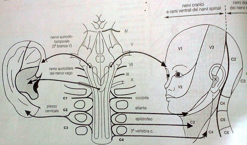 Innervazione orechio.JPG