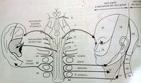 Innervazione orechio.JPG